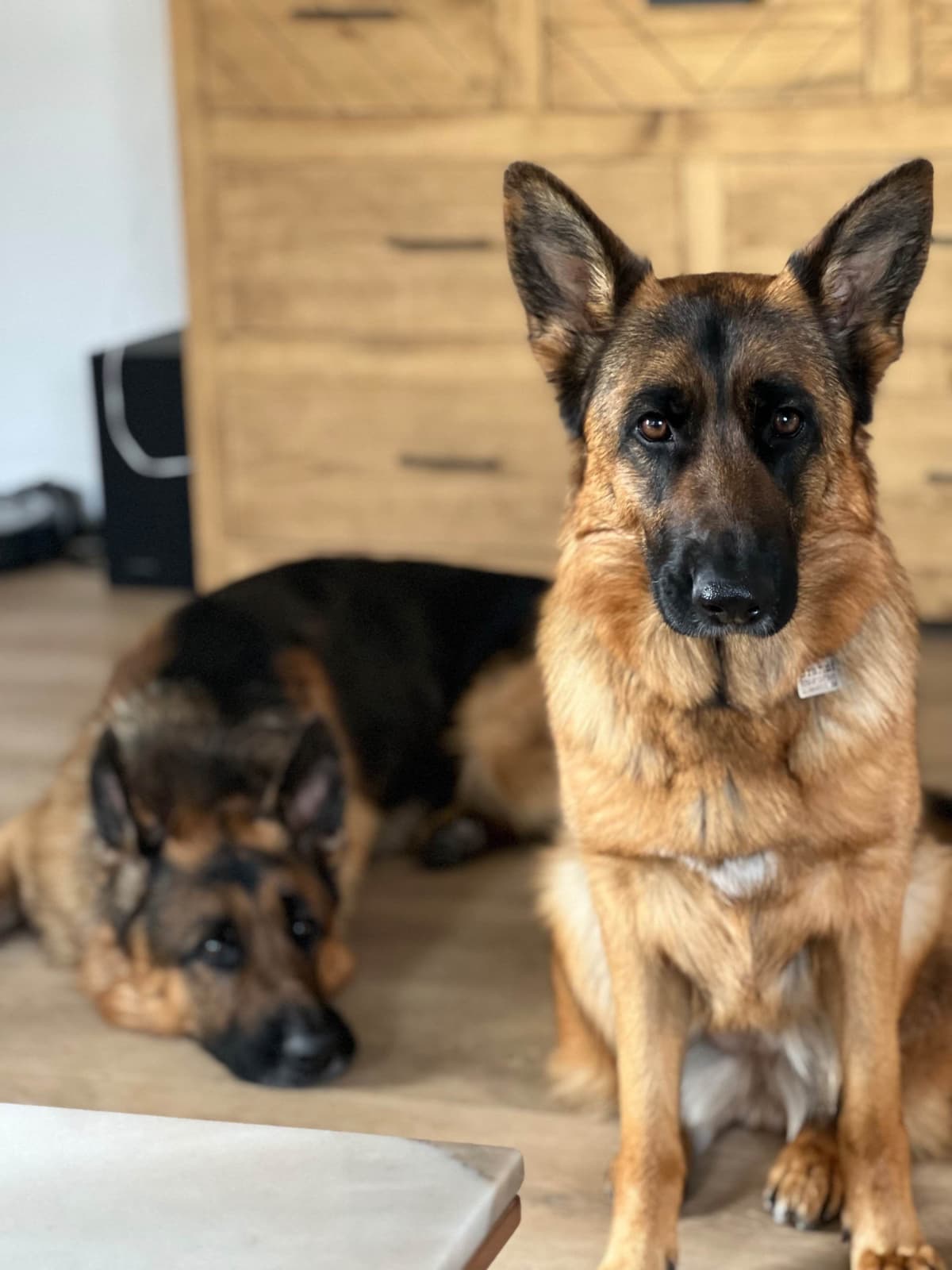 Purebred German Shepherd Puppy breeder image 13