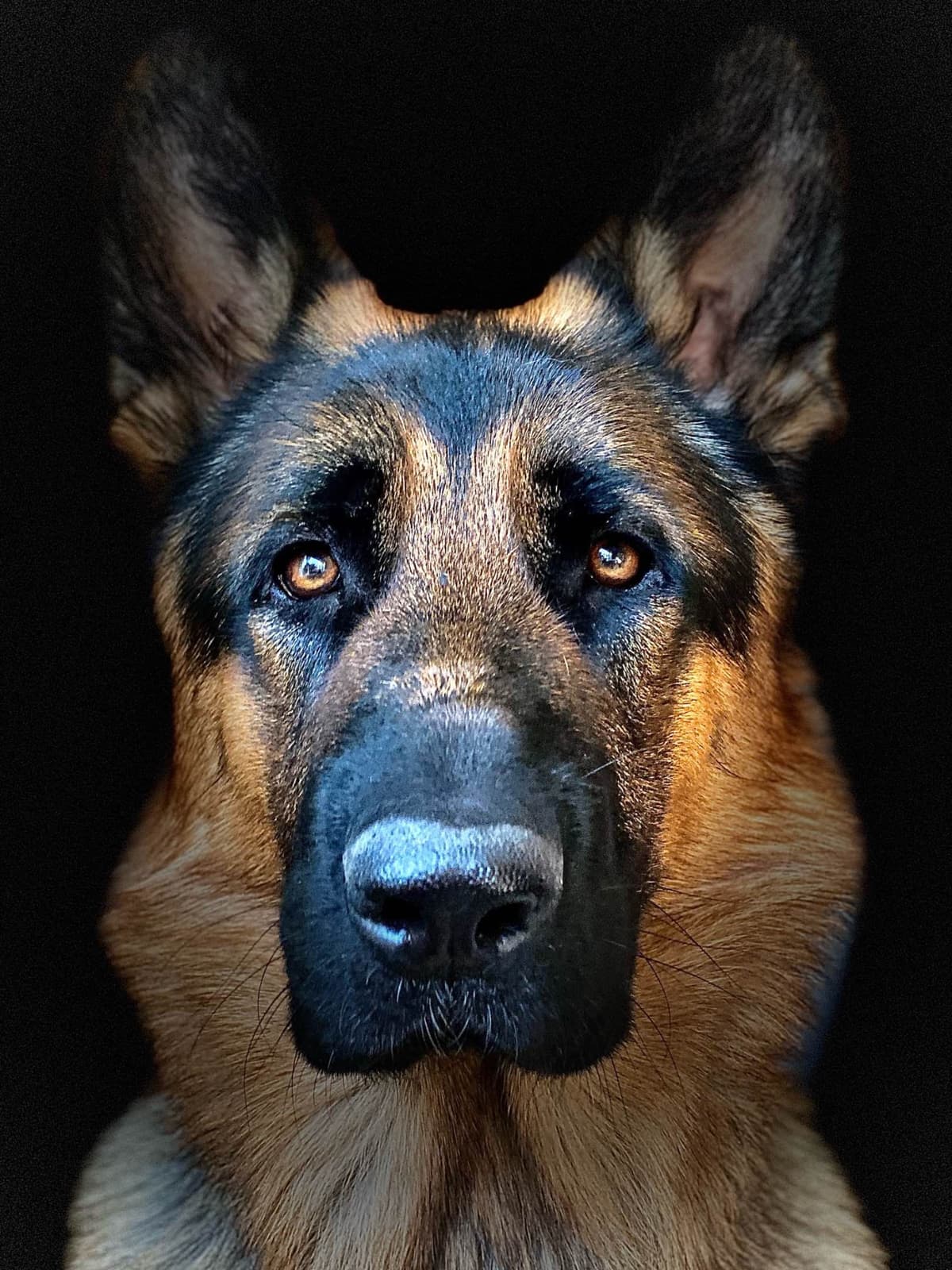 Purebred German Shepherd Puppy breeder image 8