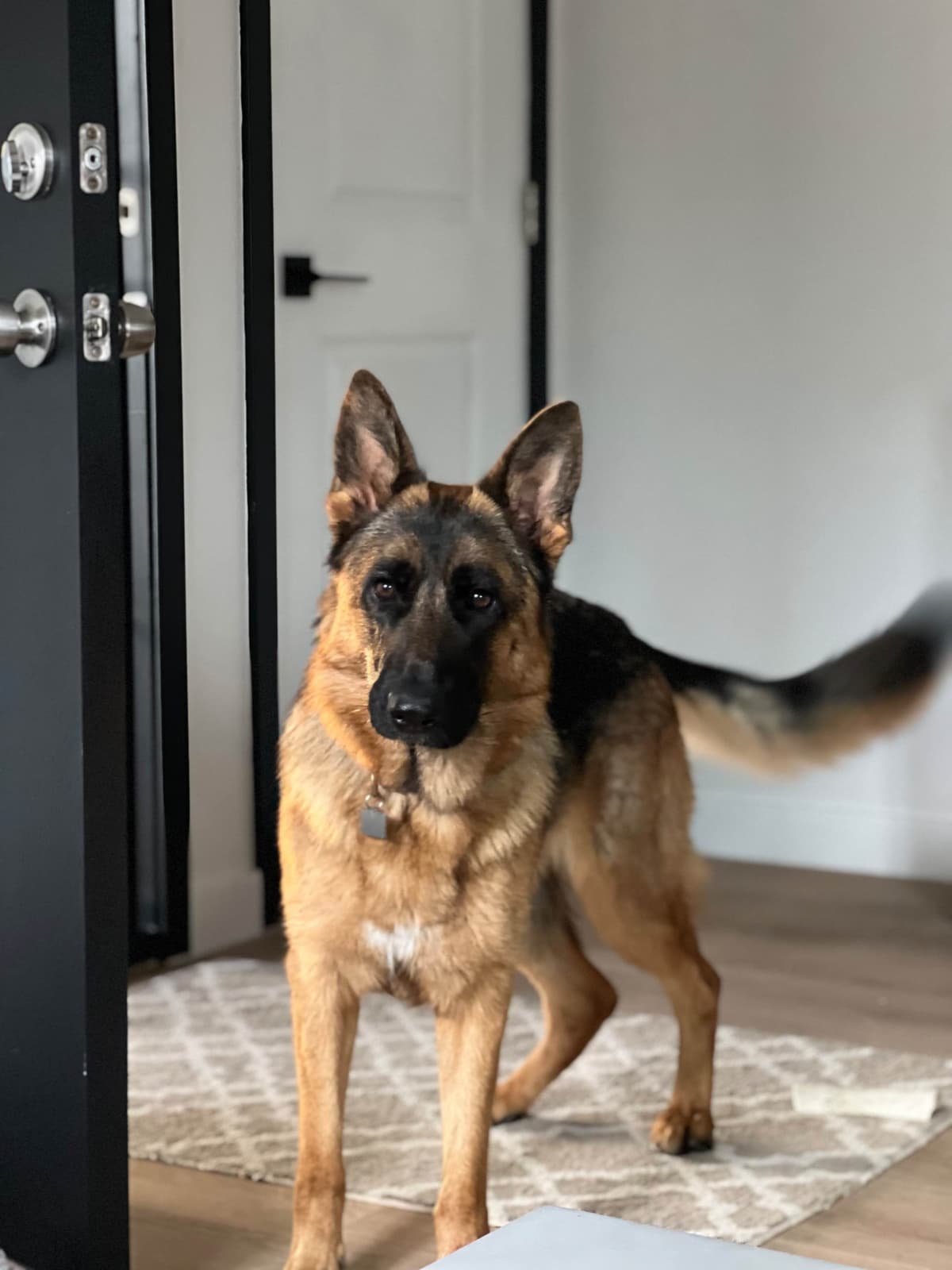 Purebred German Shepherd Puppy breeder image 11