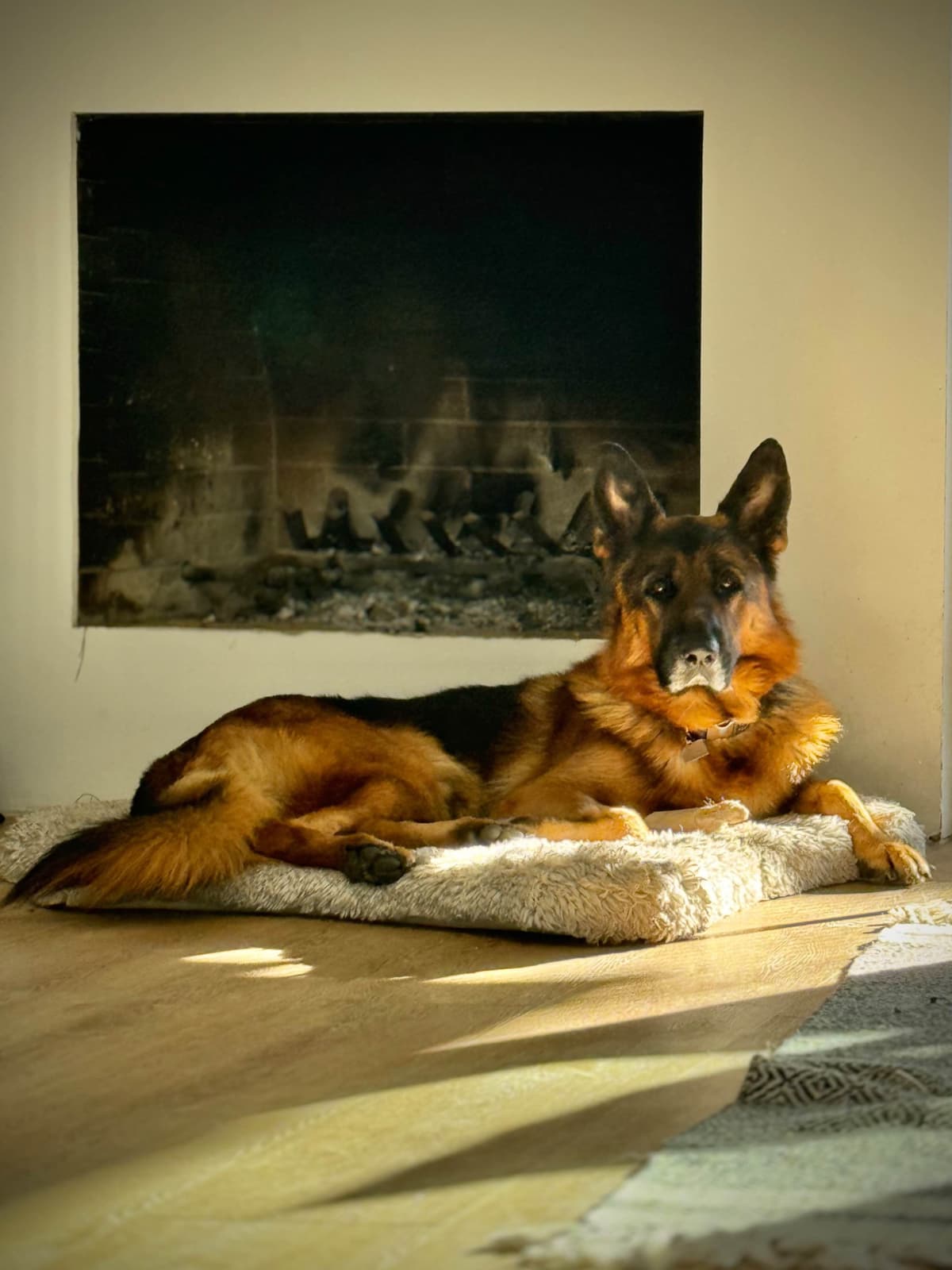 Purebred German Shepherd Puppy breeder image 12