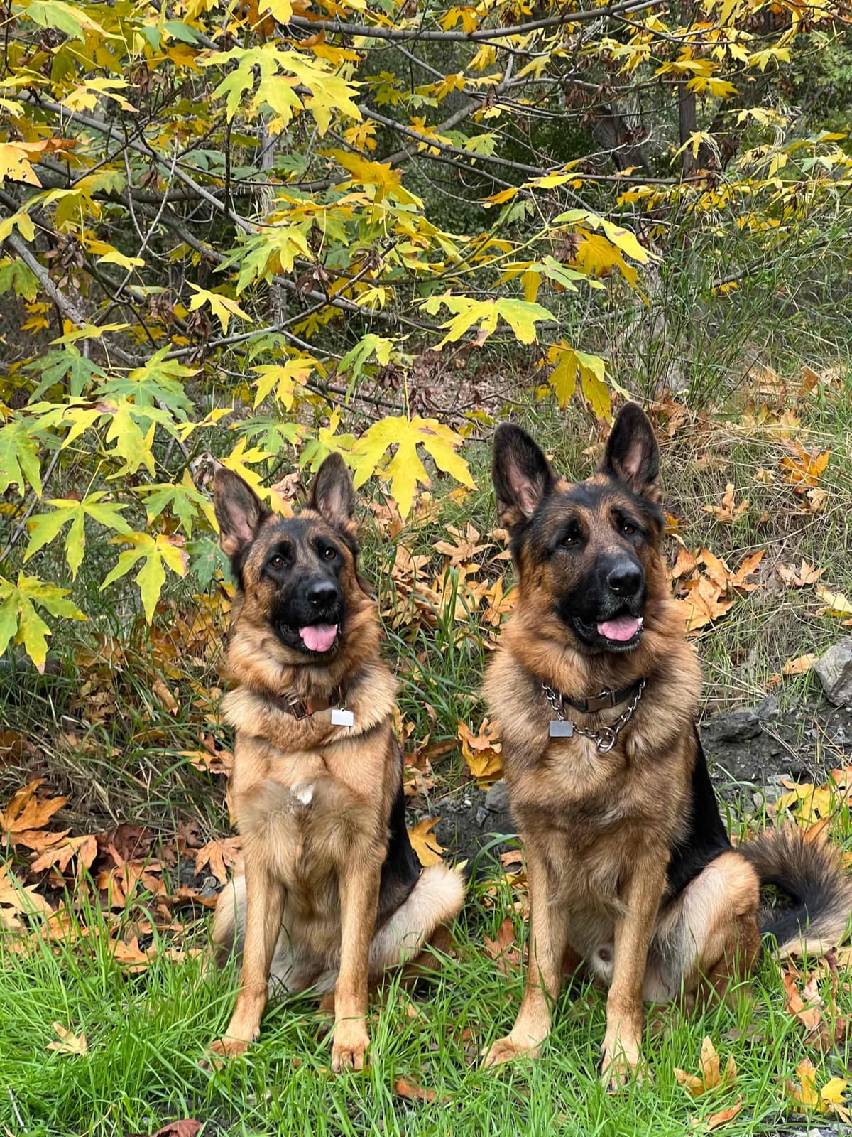Purebred German Shepherd Puppy breeder image 17
