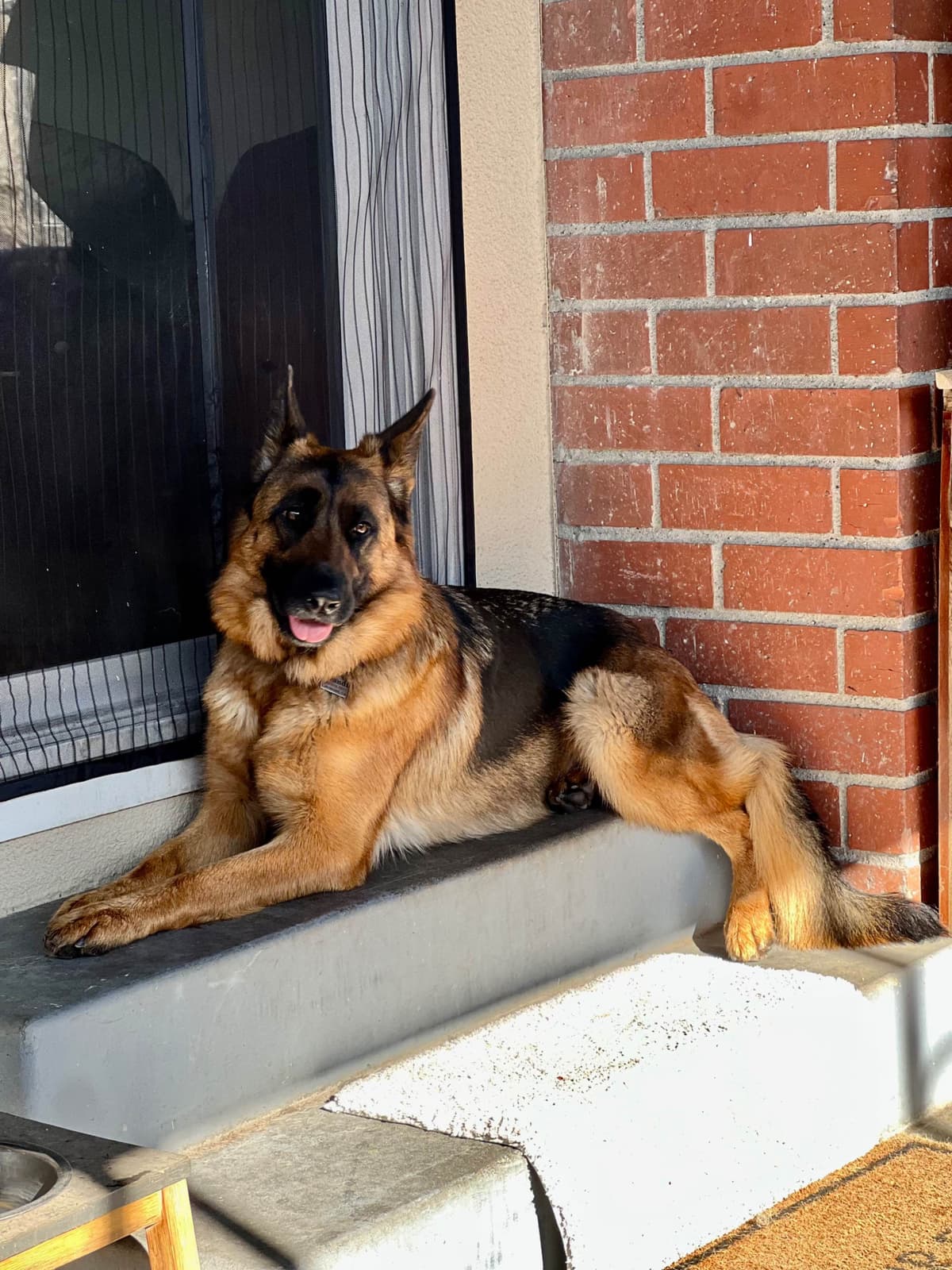 Purebred German Shepherd Puppy breeder image 19