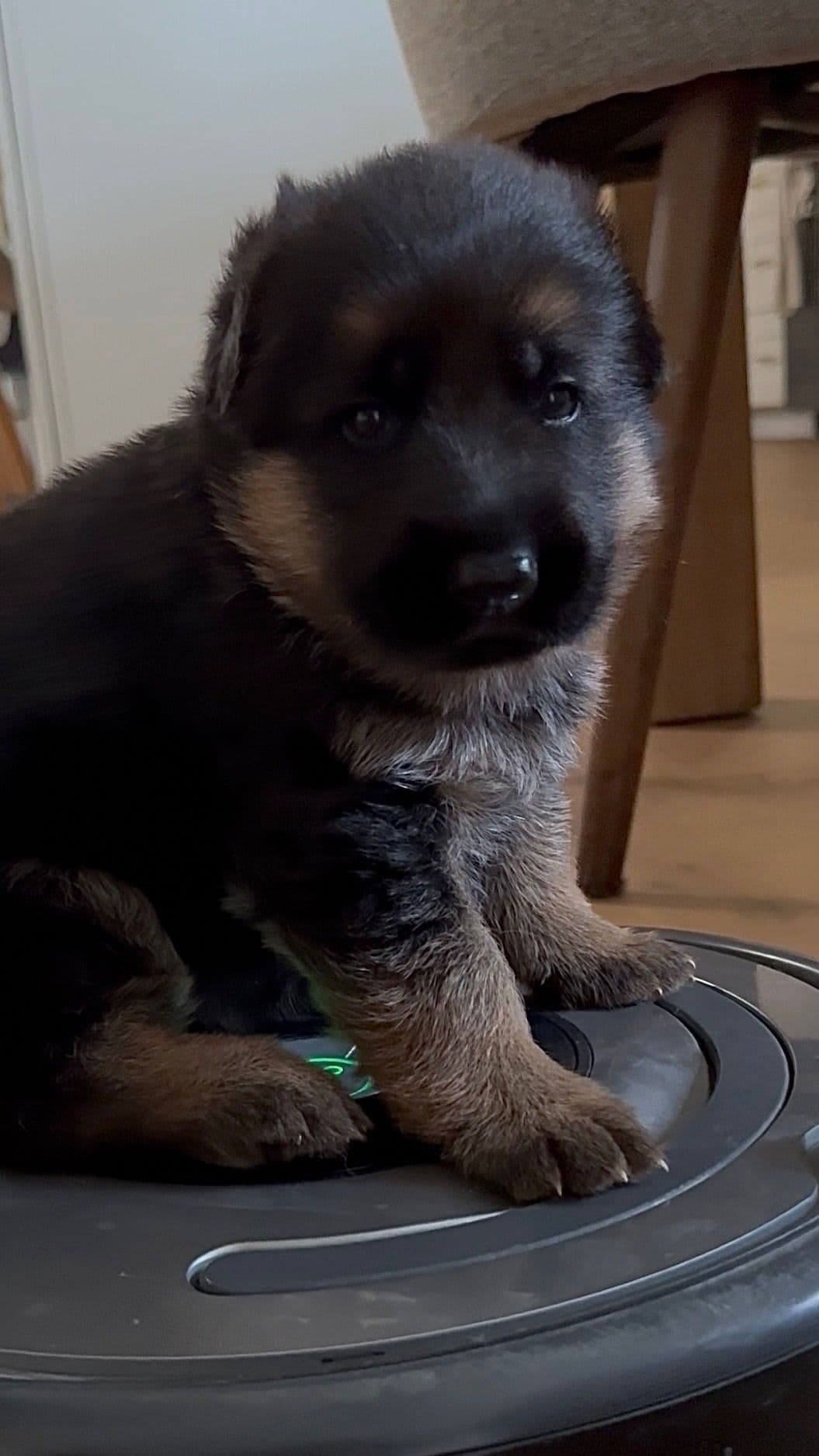 Purebred German Shepherd Puppy breeder image 21