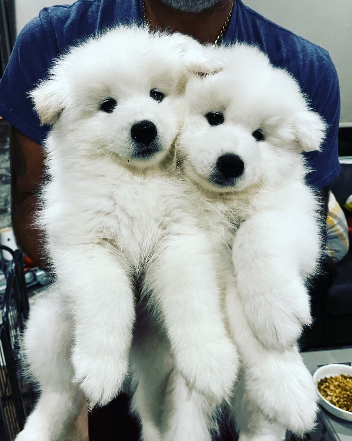 Samoyed Puppies breeder image 1