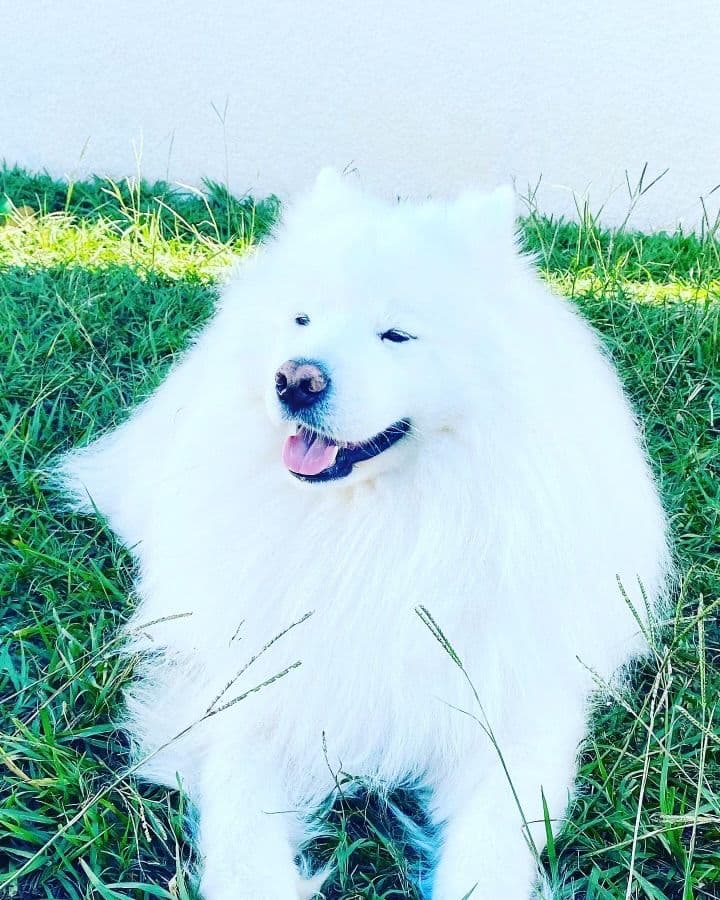 Samoyed Puppies breeder image 2