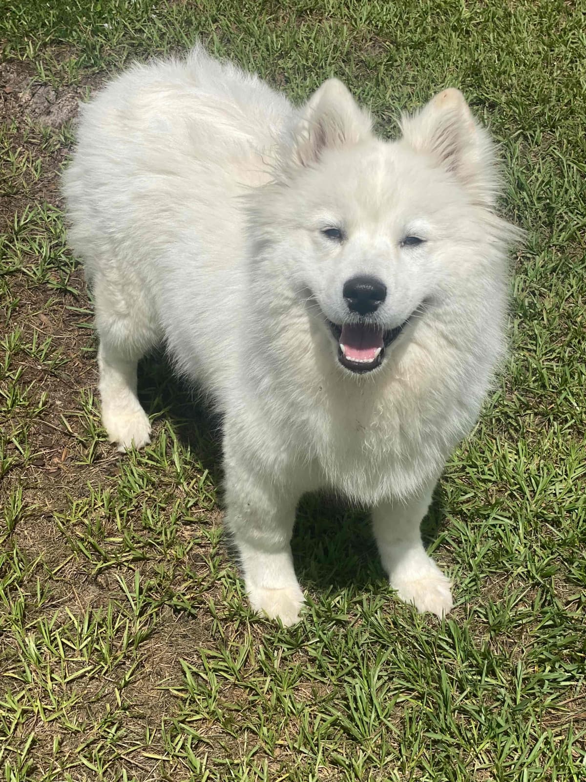 Samoyed Puppies breeder image 3
