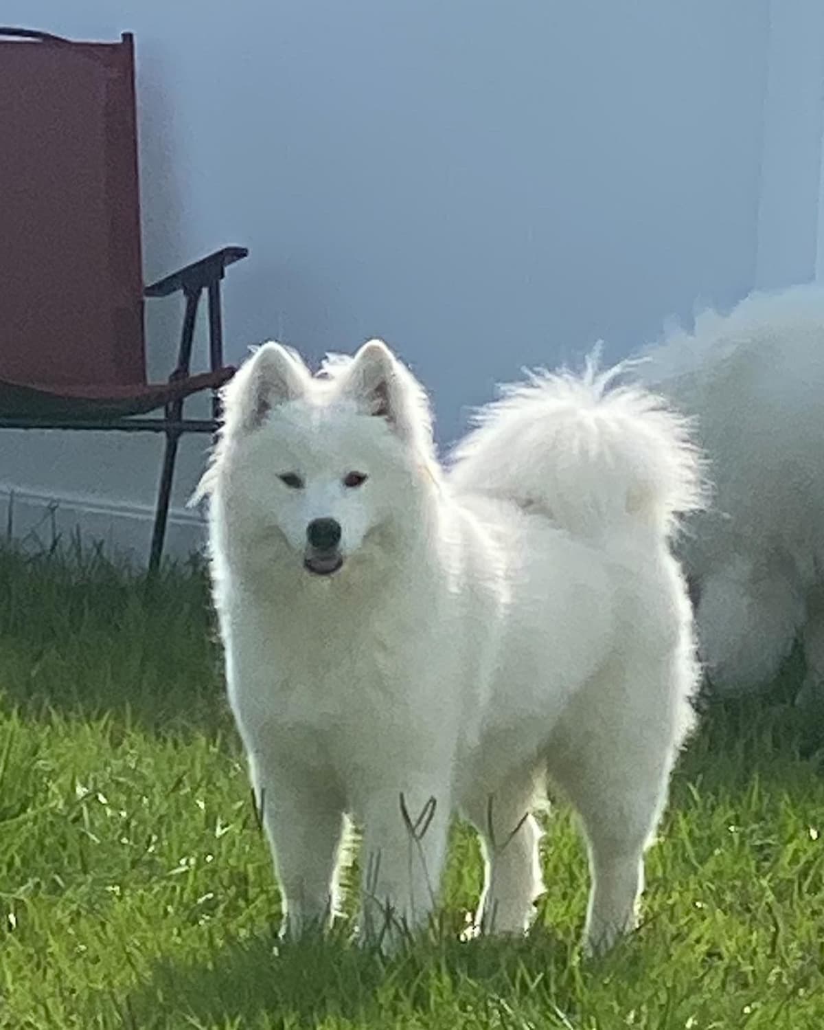 Samoyed Puppies breeder image 4