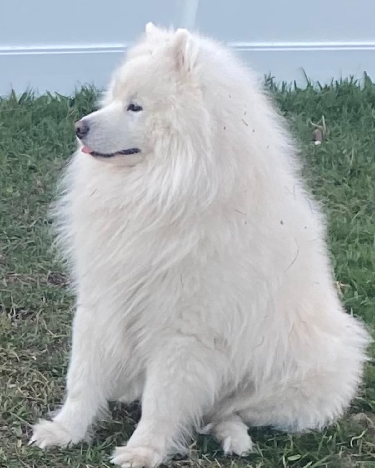 Samoyed Puppies breeder image 5