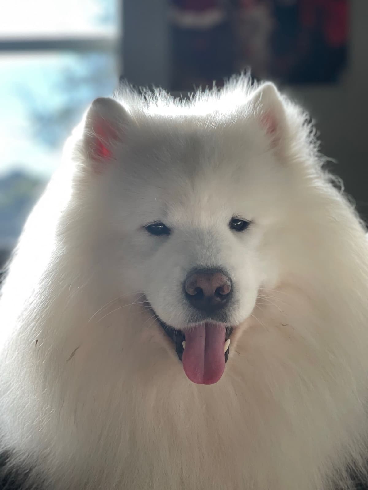 Samoyed Puppies breeder image 6
