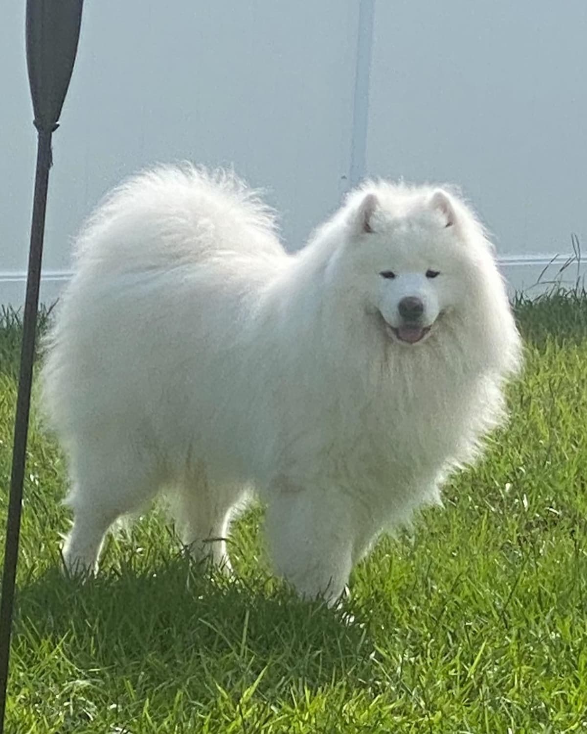 Samoyed Puppies breeder image 7