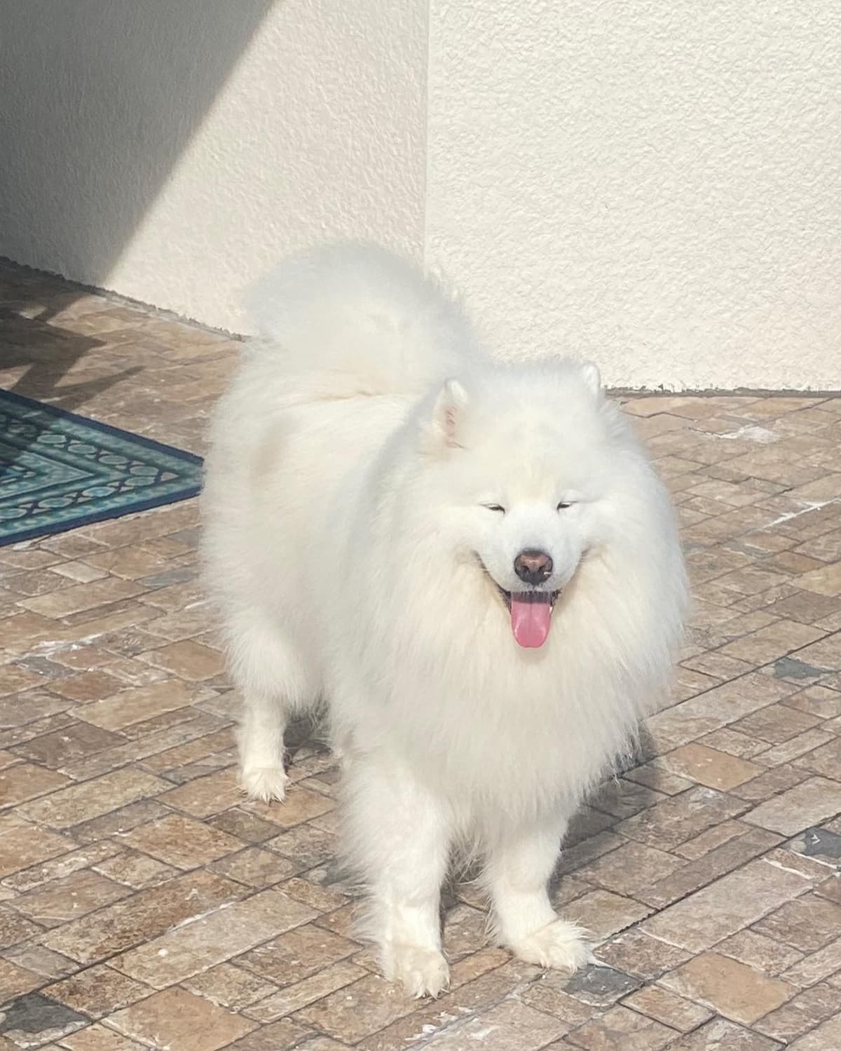 Samoyed Puppies breeder image 8