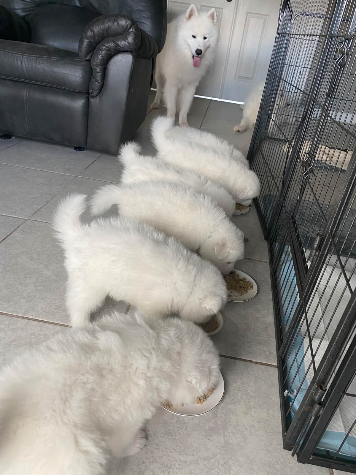 Samoyed Puppies breeder image 9