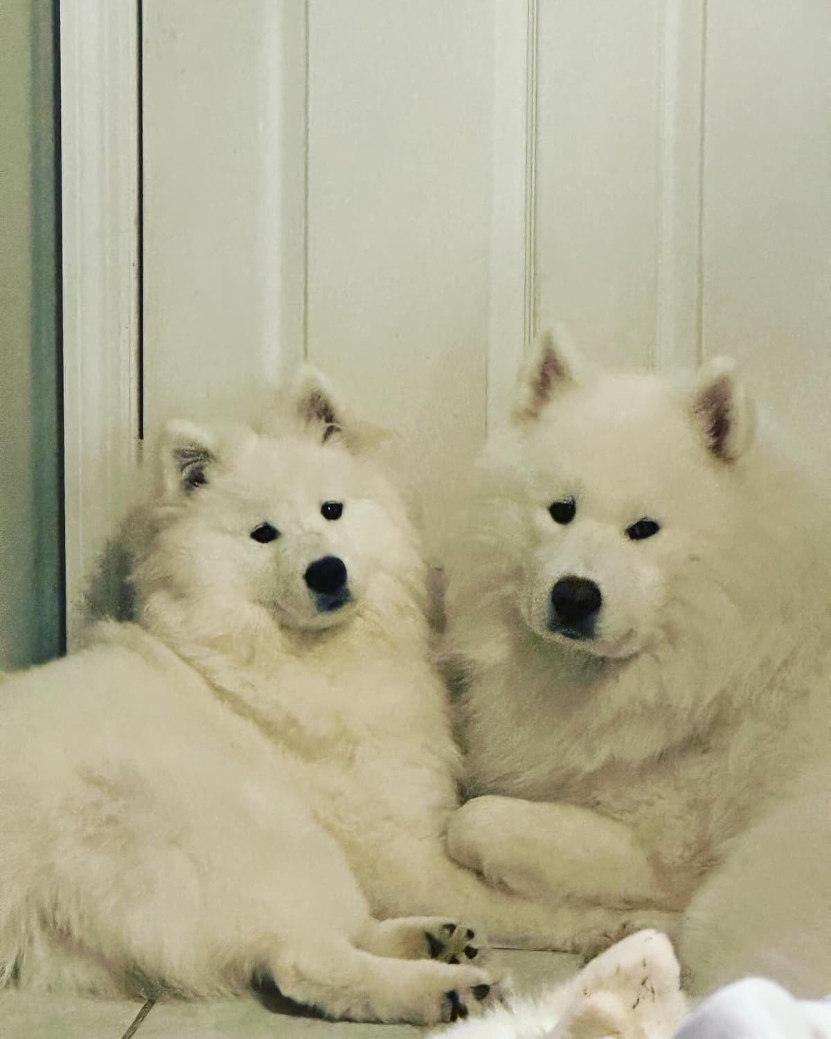 Samoyed Puppies breeder image 10
