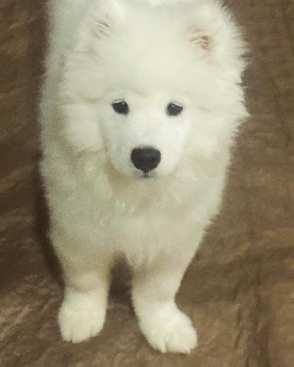 Samoyed Puppies breeder image 11