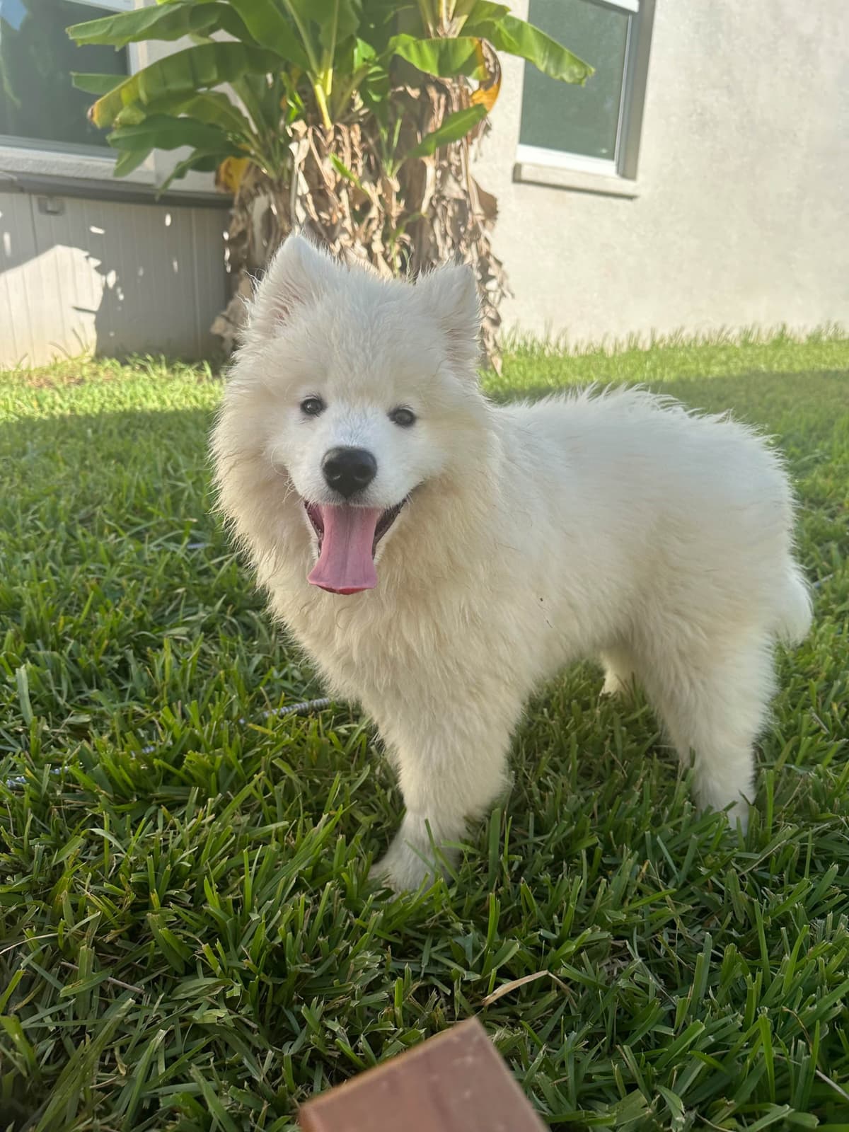Samoyed Puppies breeder image 12