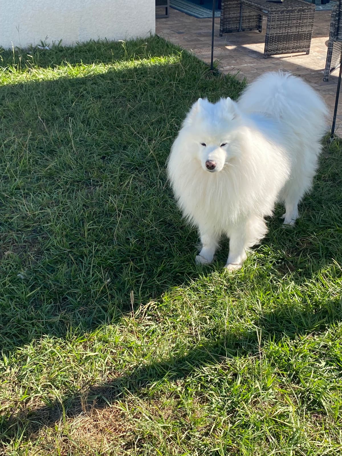 Samoyed Puppies breeder image 13