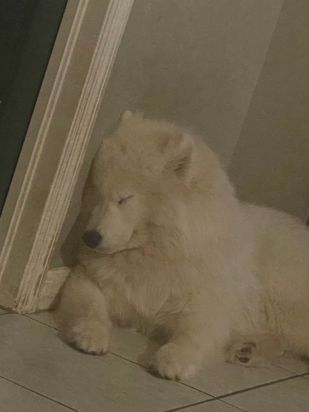 Samoyed Puppies breeder image 14
