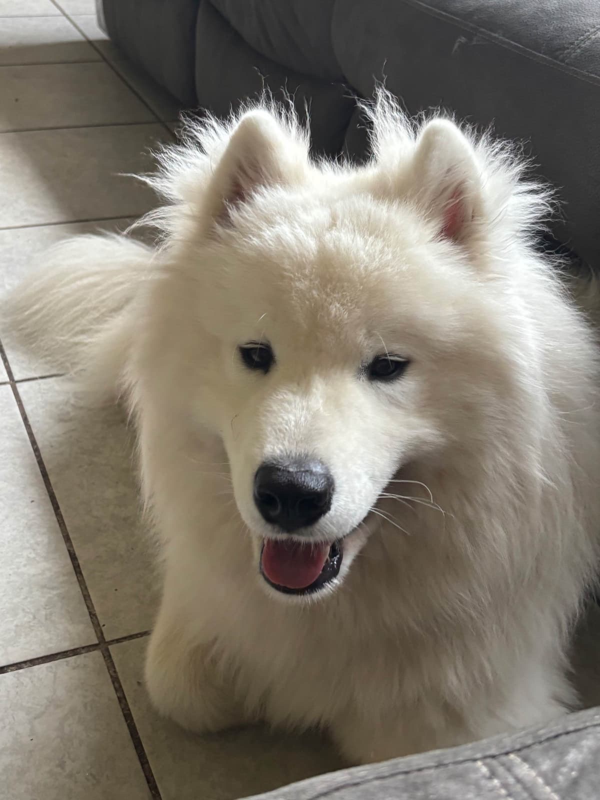 Samoyed Puppies breeder image 15