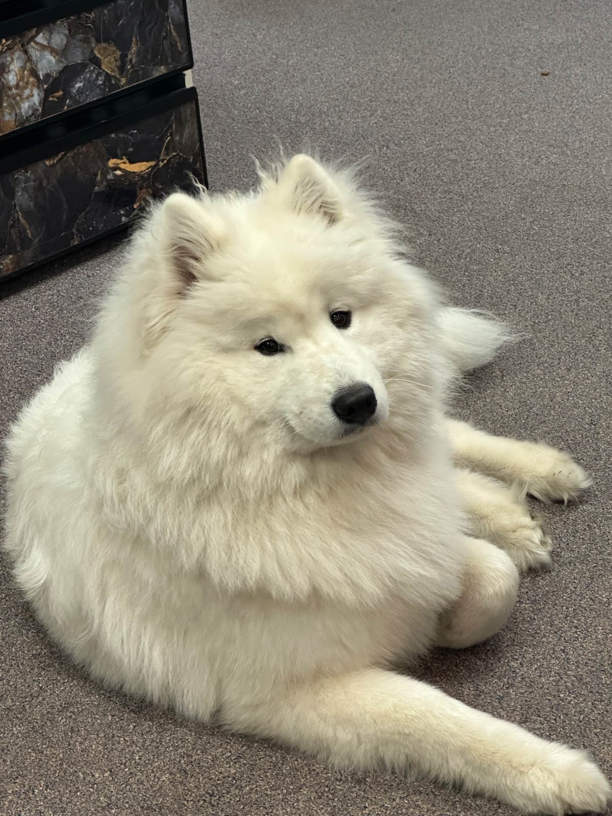 Samoyed Puppies breeder image 17