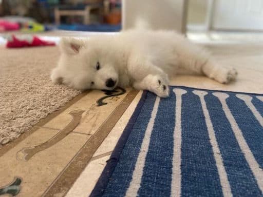 Samoyed Puppies media 2
