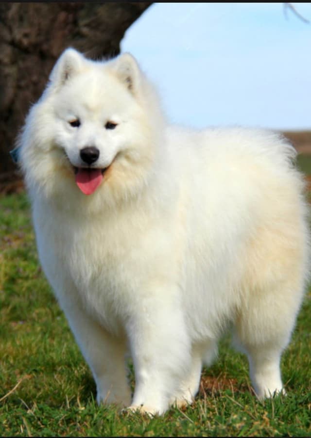 Samoyed Puppies media 3
