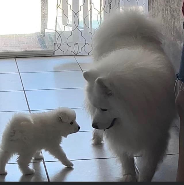 Samoyed Puppies media 6