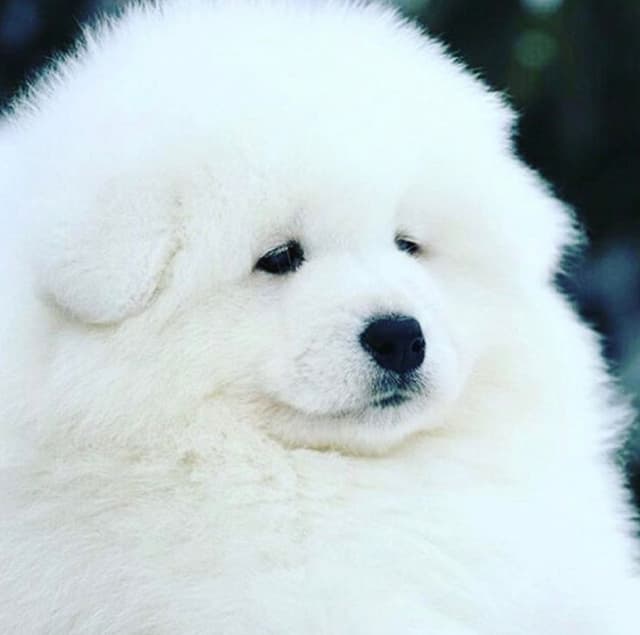 Samoyed Puppies media 5
