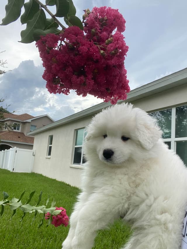 Samoyed Puppies media 9