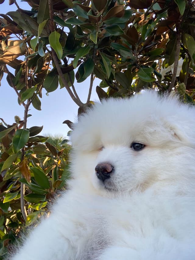 Samoyed Puppies media 7