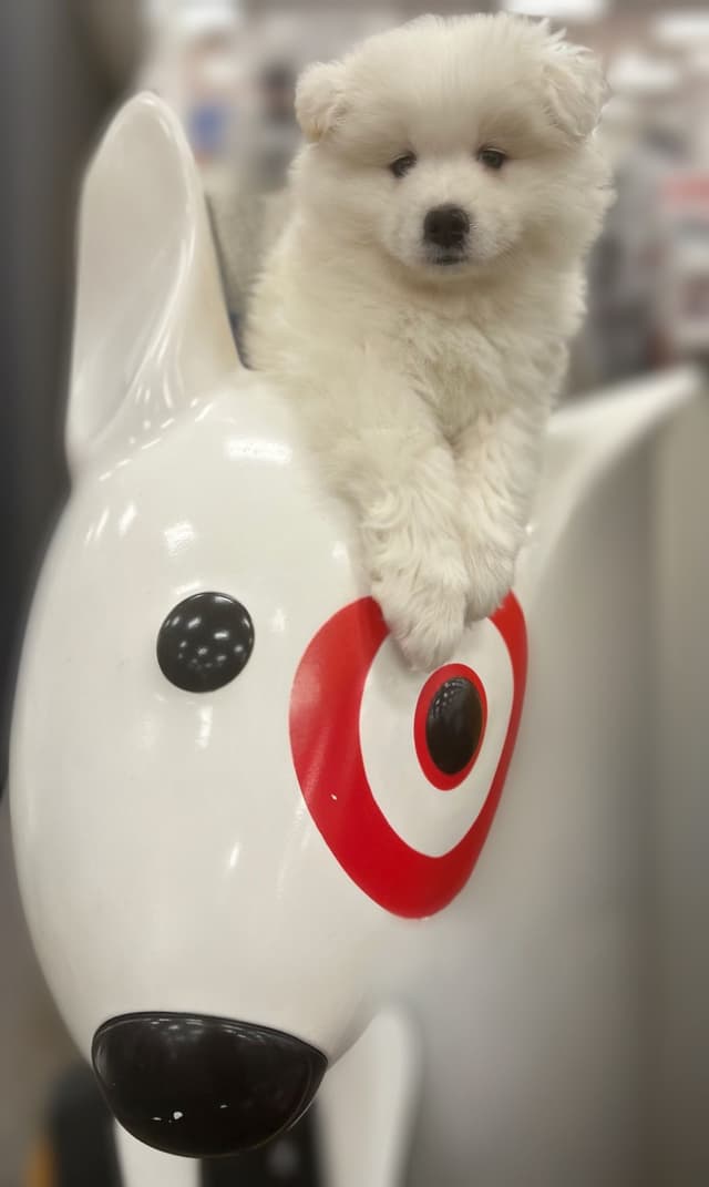 Samoyed Puppies media 10