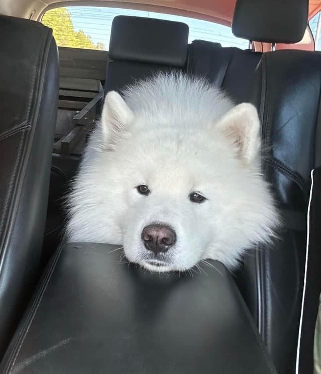 Samoyed Puppies media 8