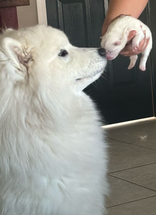 Samoyed Puppies media 11