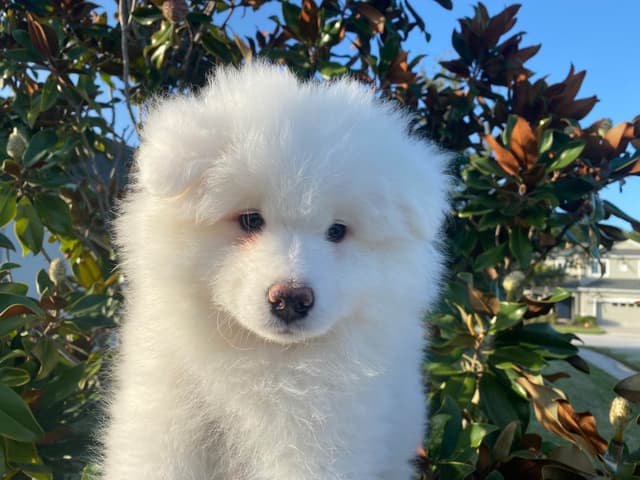 Samoyed Puppies media 12