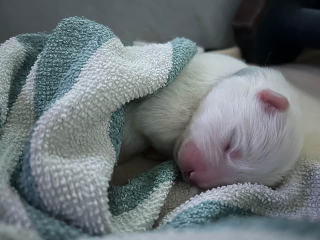 Samoyed Puppies media 13