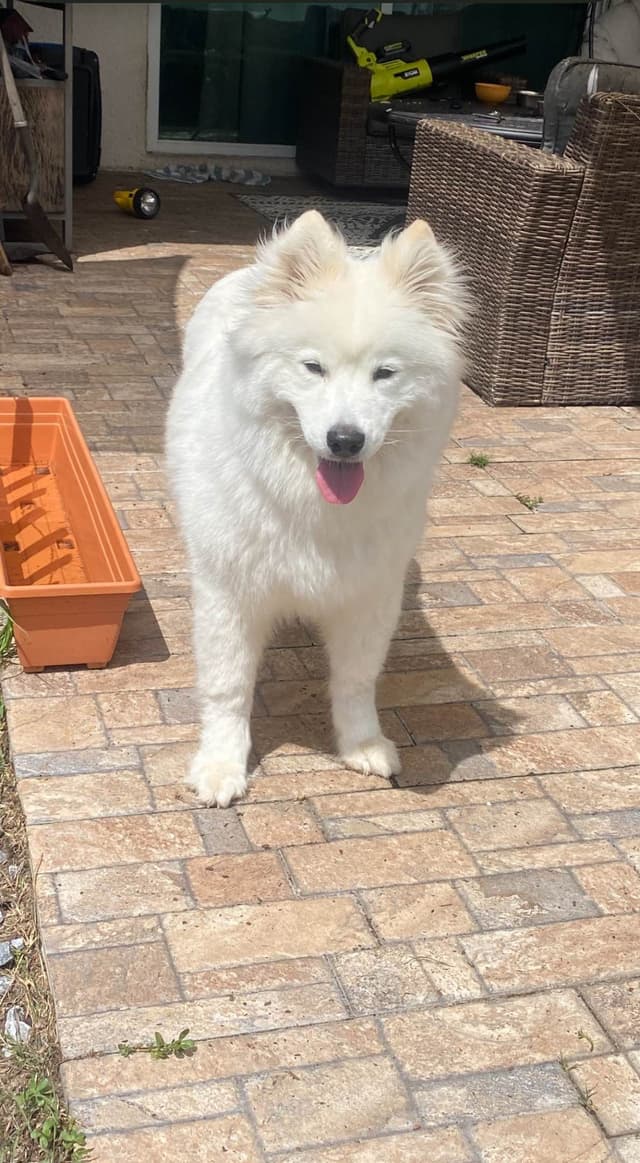 Samoyed Puppies media 14