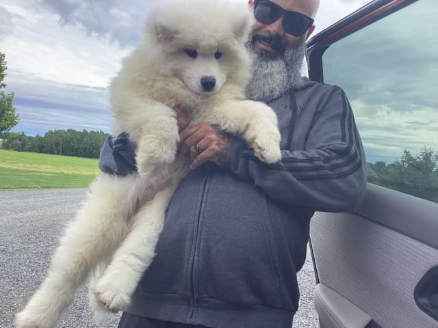 Samoyed Puppies media 15