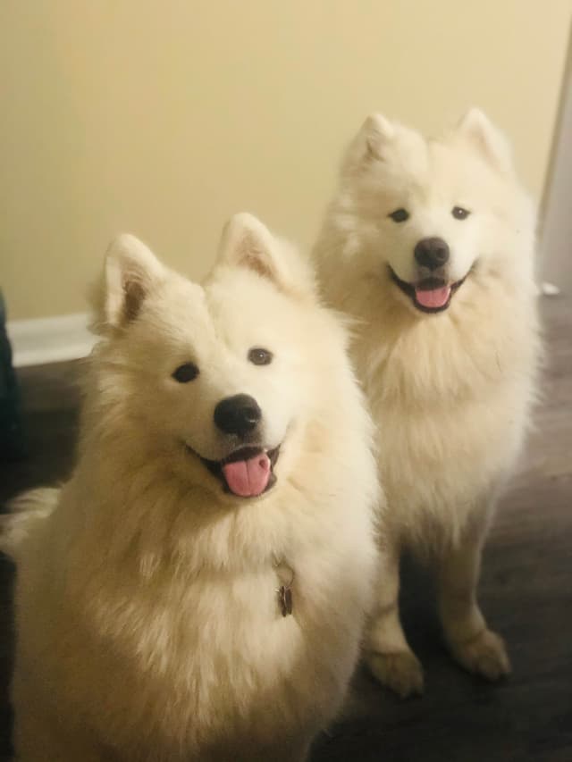 Samoyed Puppies media 16
