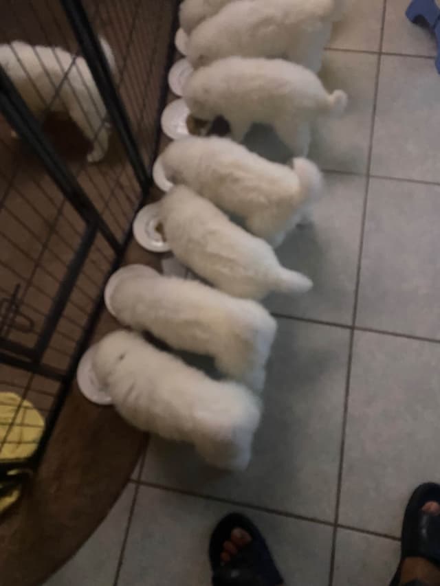 Samoyed Puppies media 17