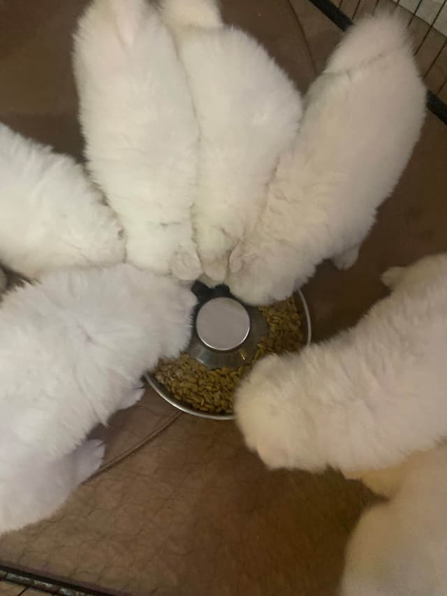 Samoyed Puppies media 21