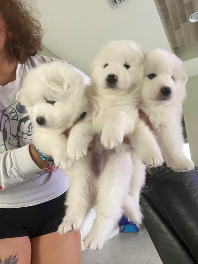 Samoyed Puppies media 23