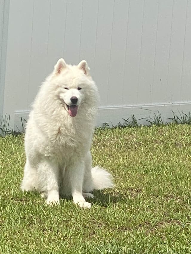 Samoyed Puppies media 24