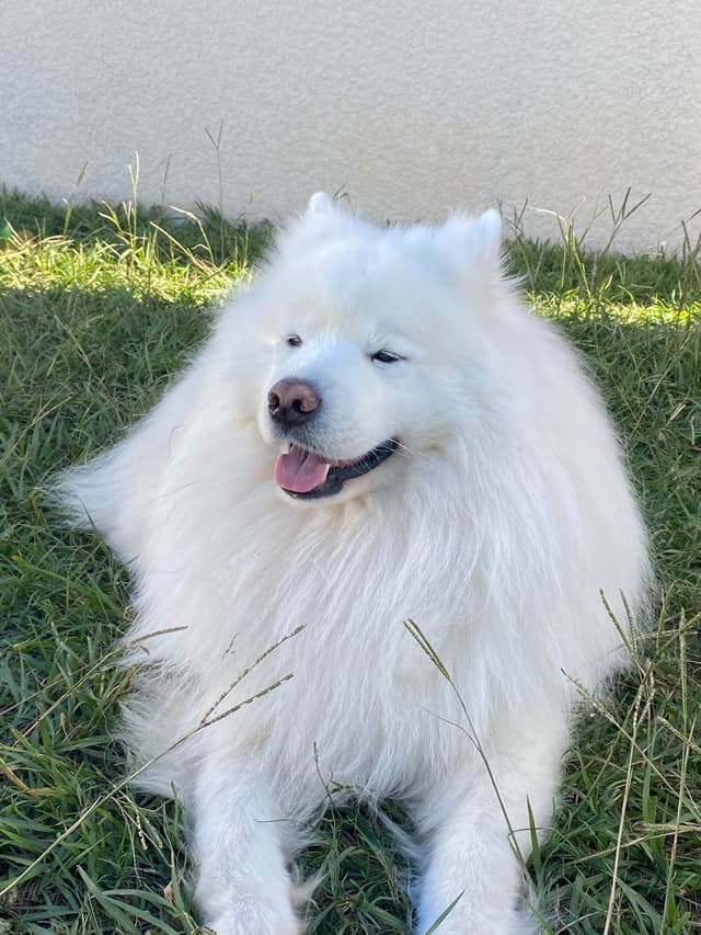 Samoyed Puppies media 28