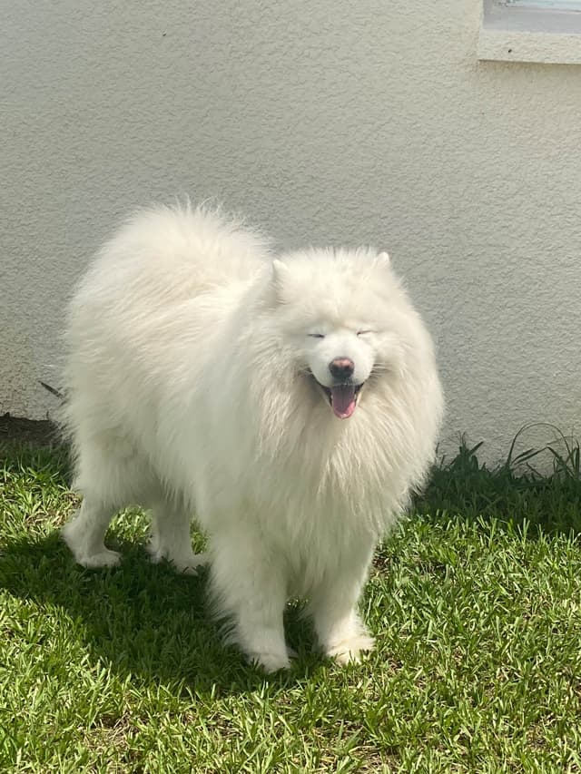 Samoyed Puppies media 29