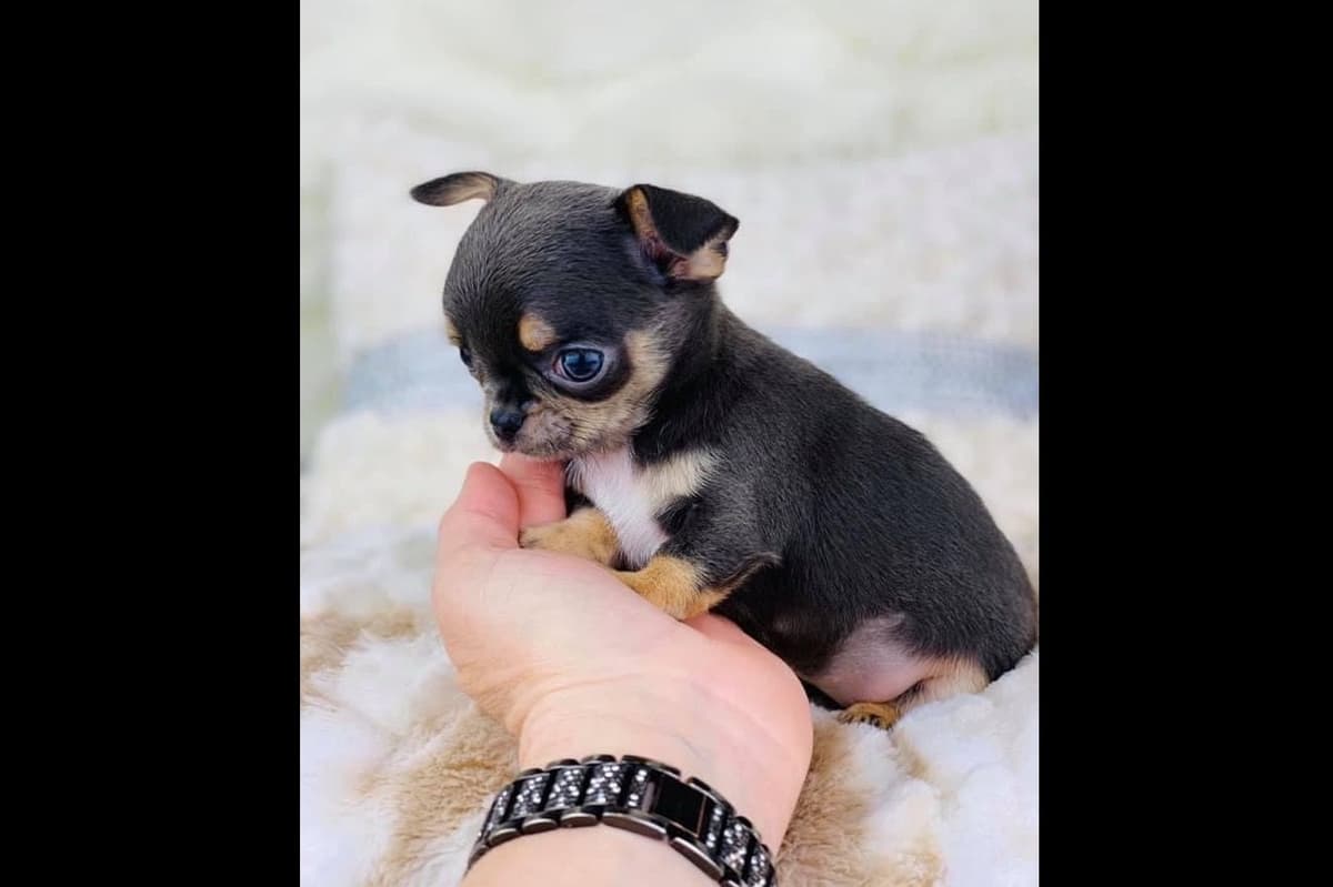 Chihuahua Puppies breeder image 2