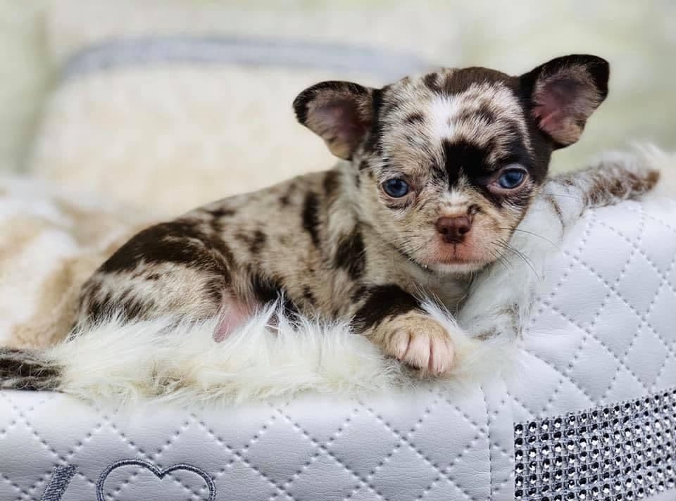 Chihuahua Puppies breeder image 3