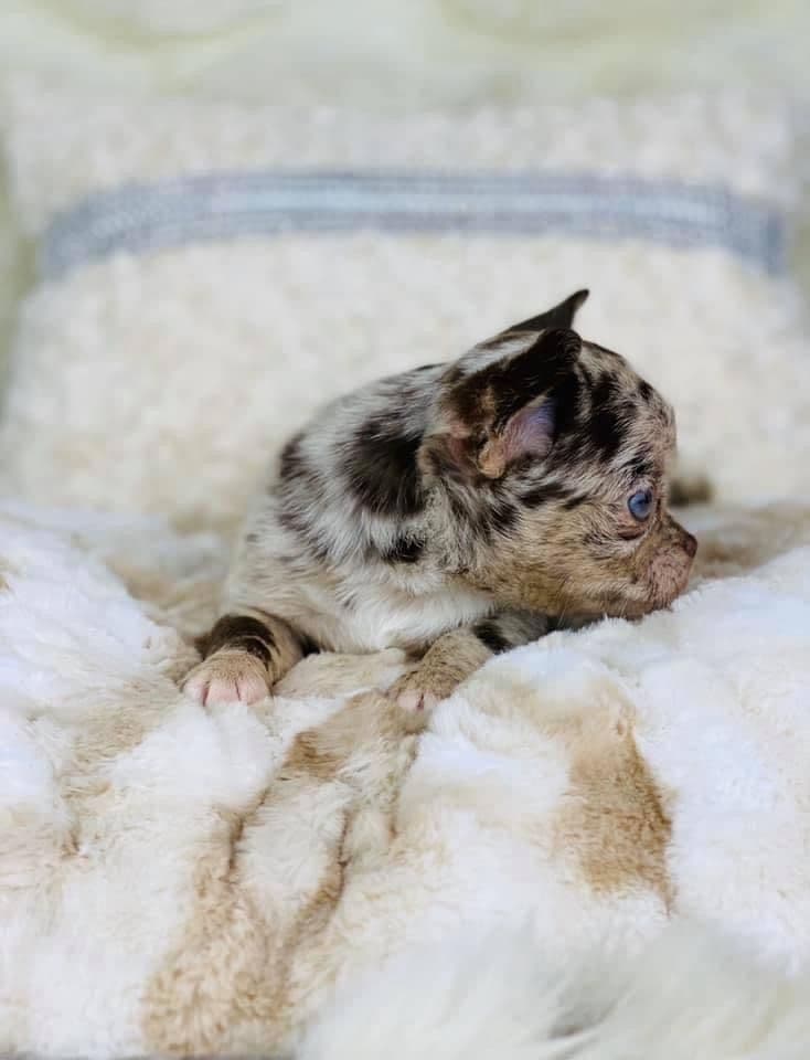 Chihuahua Puppies breeder image 4