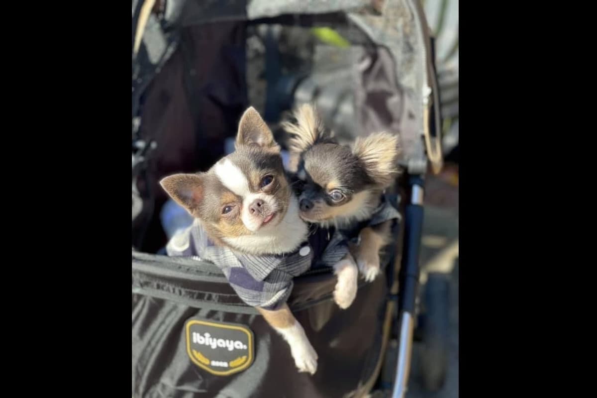 Chihuahua Puppies breeder image 5