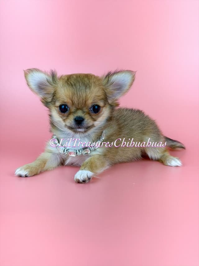 Chihuahua Puppies media 2