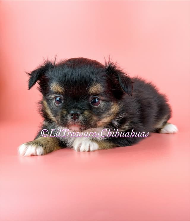 Chihuahua Puppies media 2