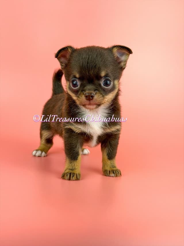 Chihuahua Puppies media 2